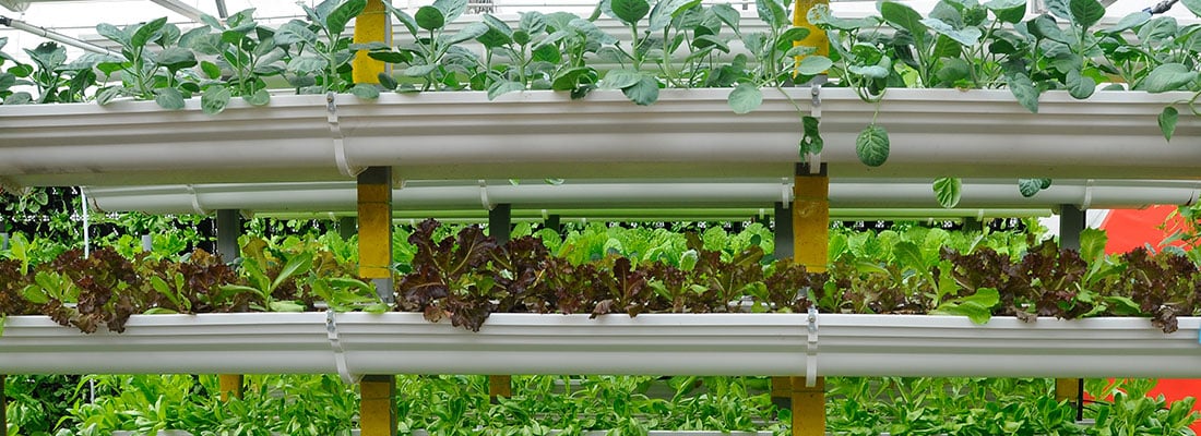 GRD2017-header-plantalayser