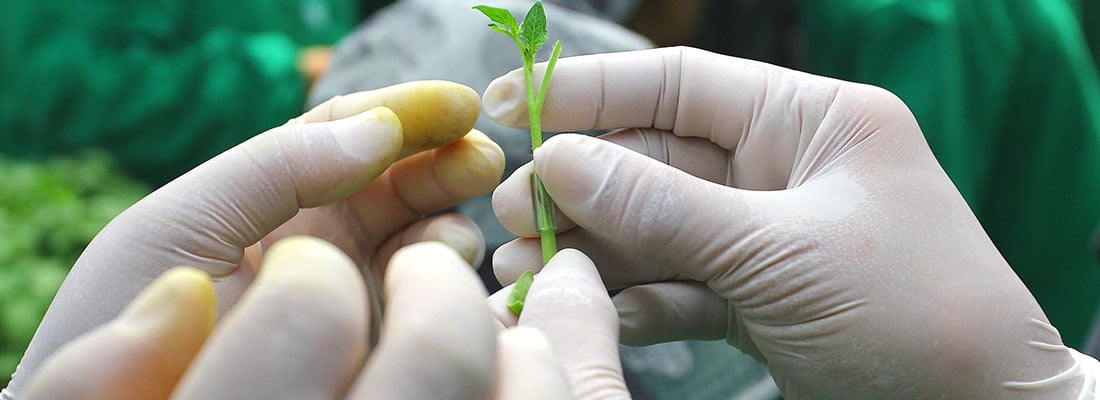 crop-grafting-no-longer-a-pain