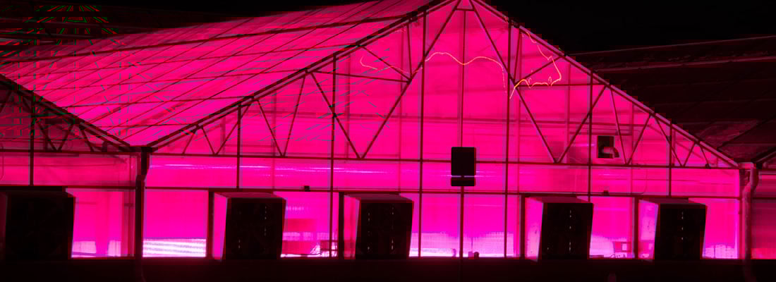 the-netherlands-able-to-double-lettuce-production-with-996-hortiled-top