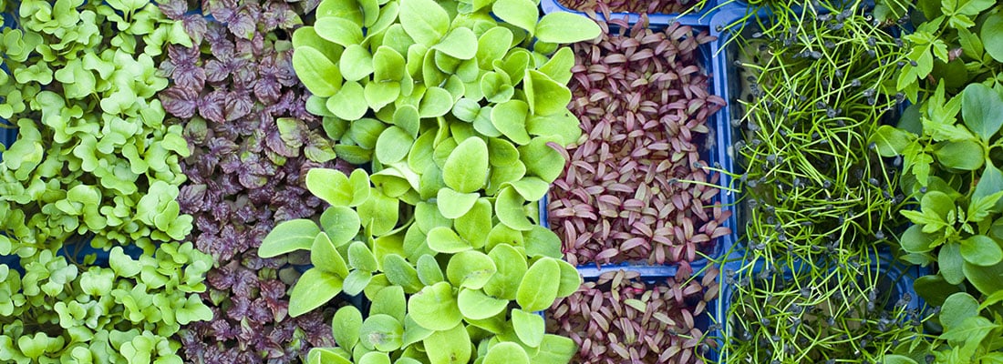 koppert-cress-uses-new-hot-water-storage-that-lowers-co2-emissions