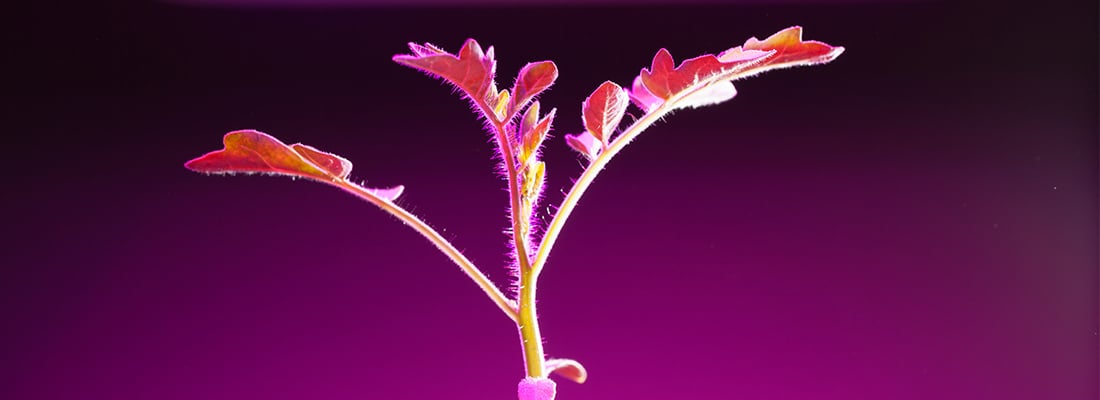 water-cooled-led-grow-lights-hot-or-not