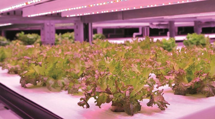 GRT2018_indoor_growing_720x400