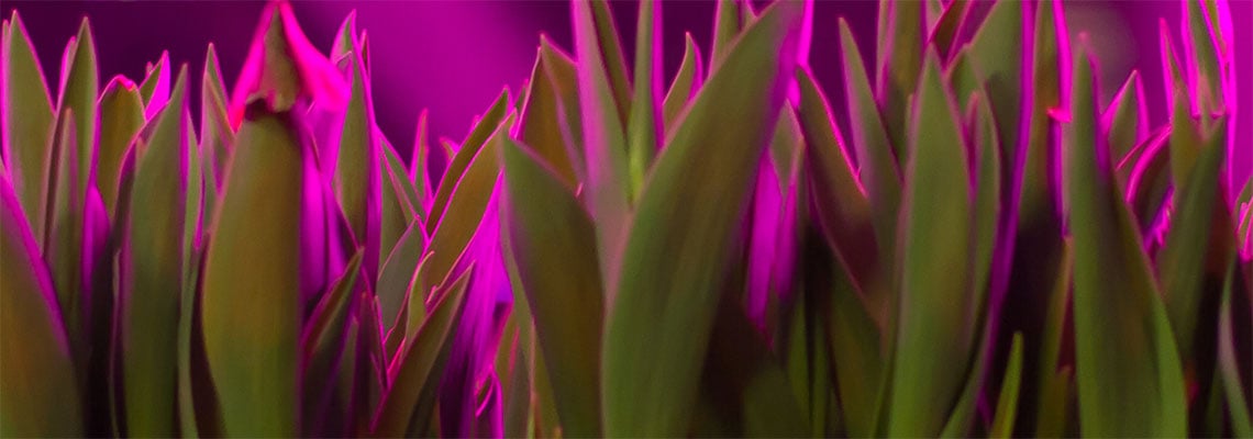 grt-ledhorti-1140x400