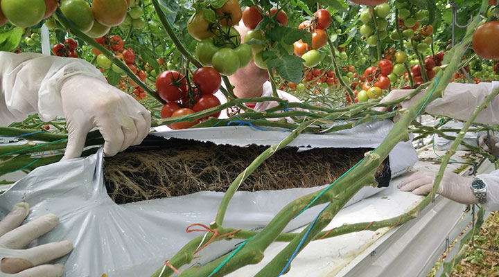 sustainable-and-resilient-cultivation-on-organic-substrates