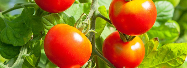 GRT2018_tomaten_1100x400