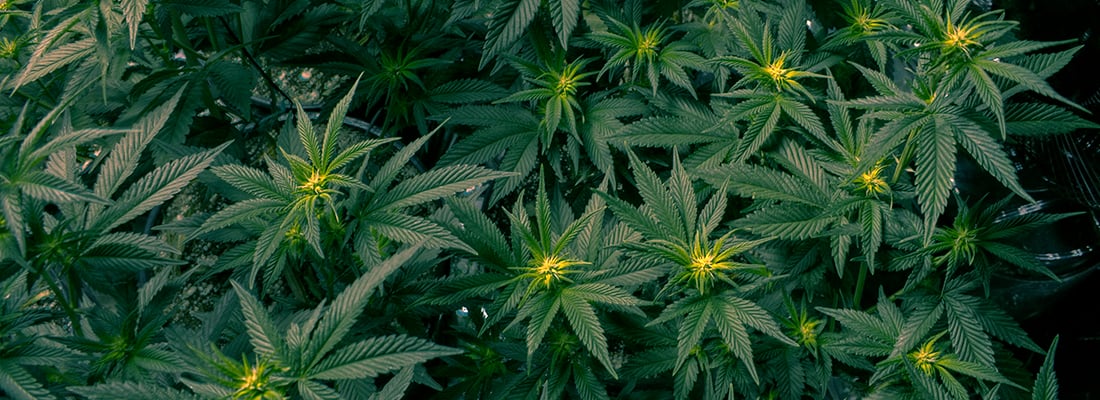 two-truths-about-legal-large-scale-cannabis-cultivation