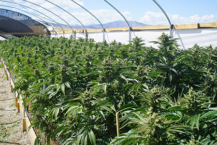 two-truths-about-legal-large-scale-cannabis-cultivation