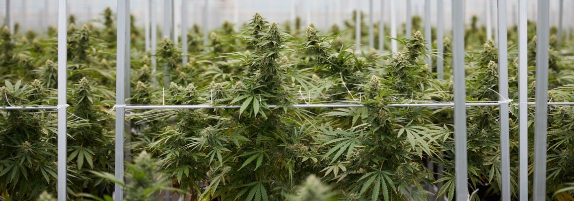 Cannabis cultivation