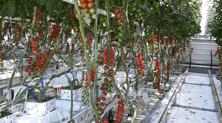 Will corona change perspective on autonomous cultivation?
