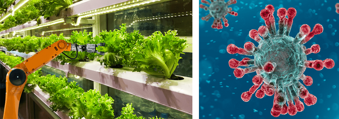 video annie van de riet talks about the impact of covid-19 in the greenhouse sector