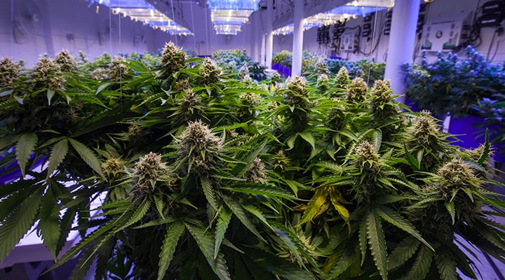 The pandemic is a wake up call and speeds up optimisations in horticulture