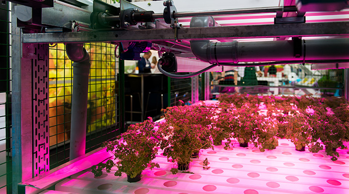 The pandemic is a wake up call and speeds up optimisations in horticulture