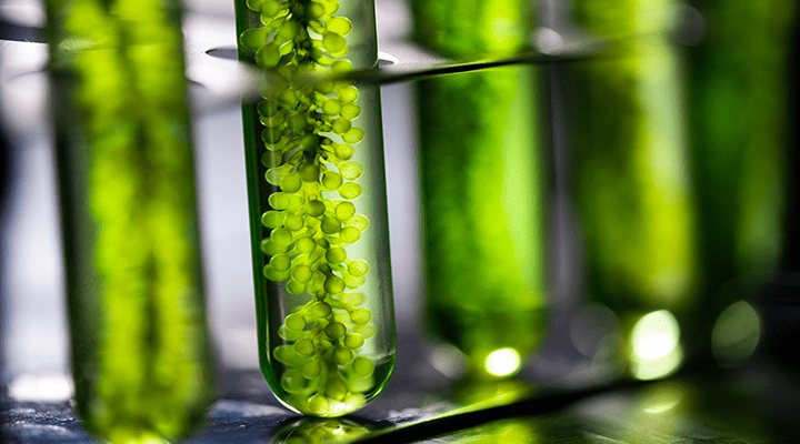 Covid-19 crisis and horticulture opportunities in the UAE