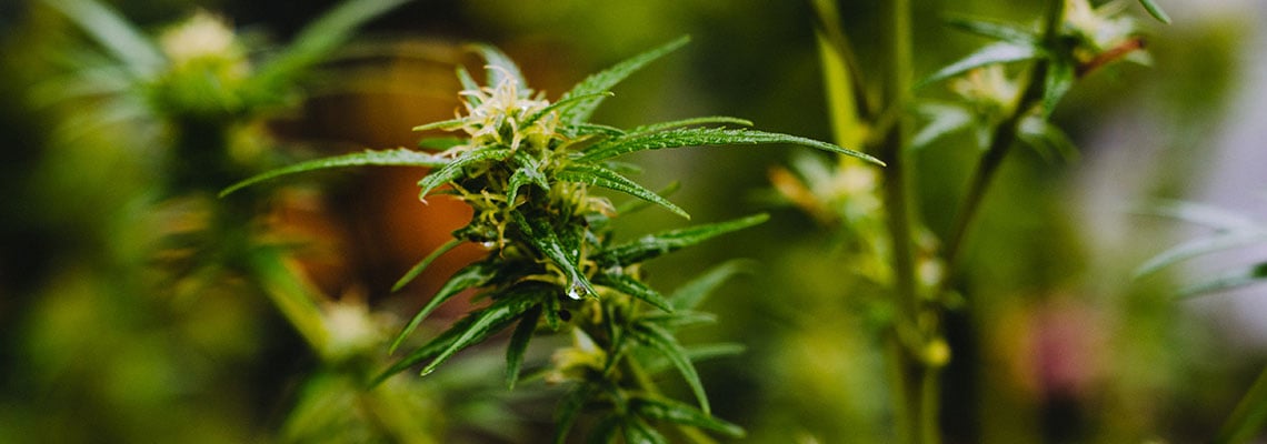 Cannabis growers can learn from fresh produce and flower growers