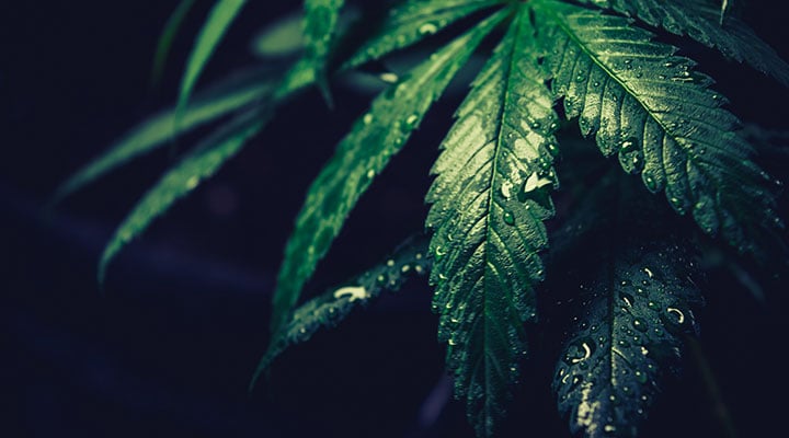 GRD_Plant2_720x400