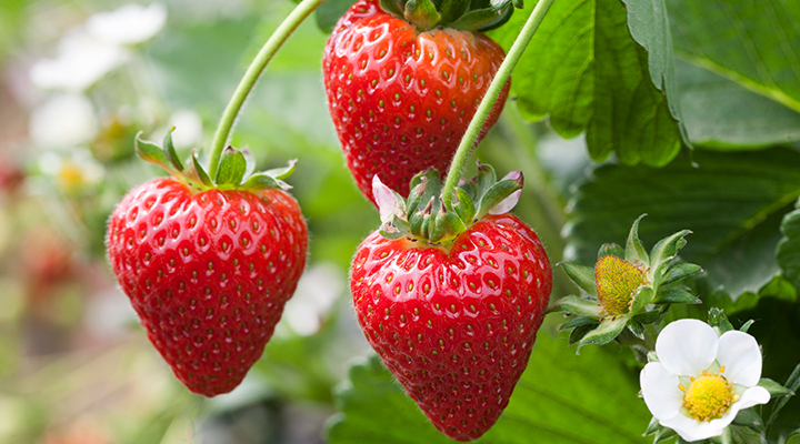 resilient-family-fruit-business-well-positioned