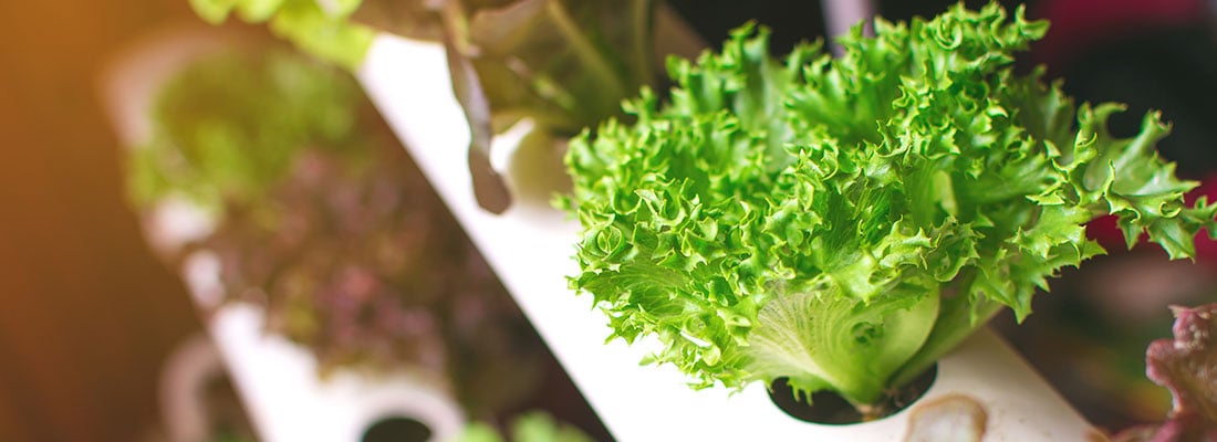 Winter loses its freeze on Urban Organic Vertical Farming