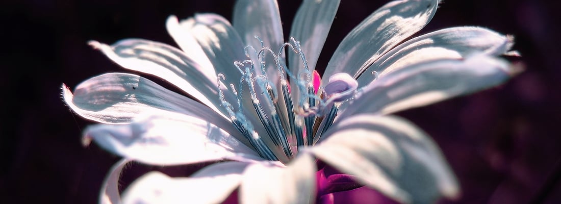 WUR uses infrared cameras to dissect the world of plants