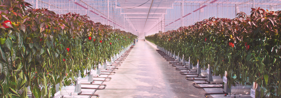 Horticulture Lighting