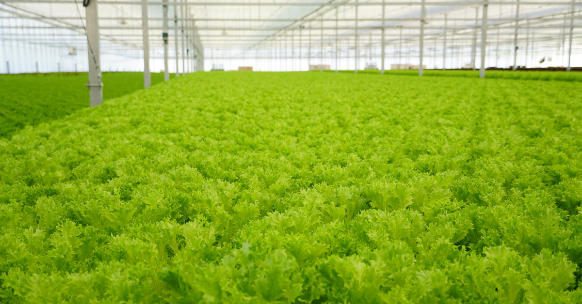 Japan lettuce 