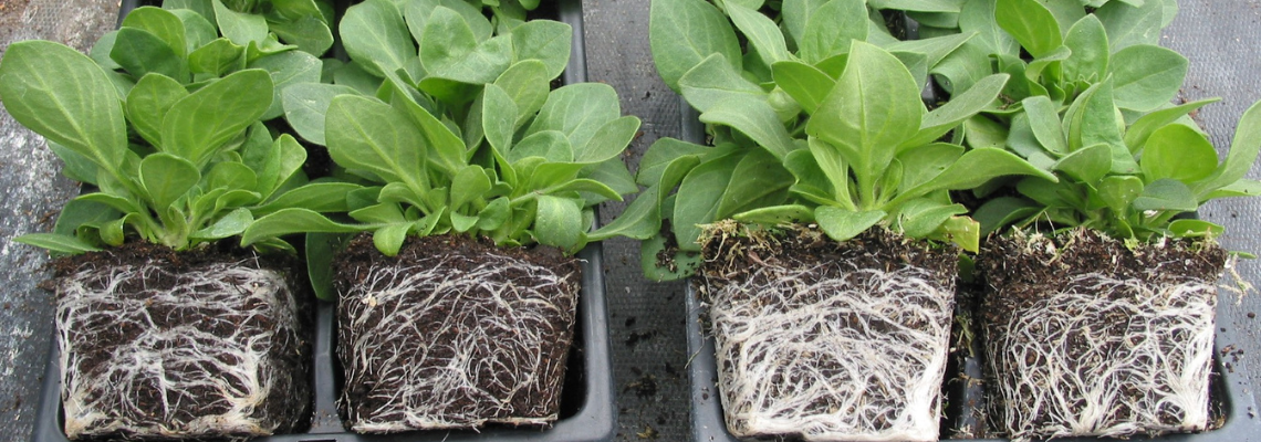 England Spearheads Peat Ban