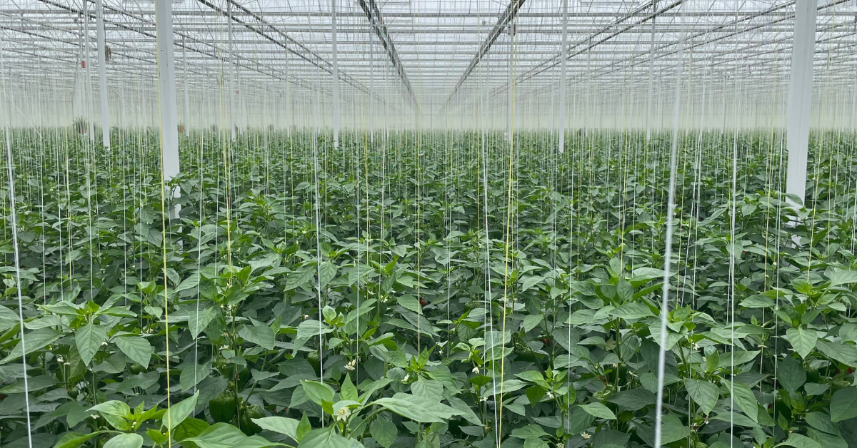 Source nieuwsbrief 1200x628 content