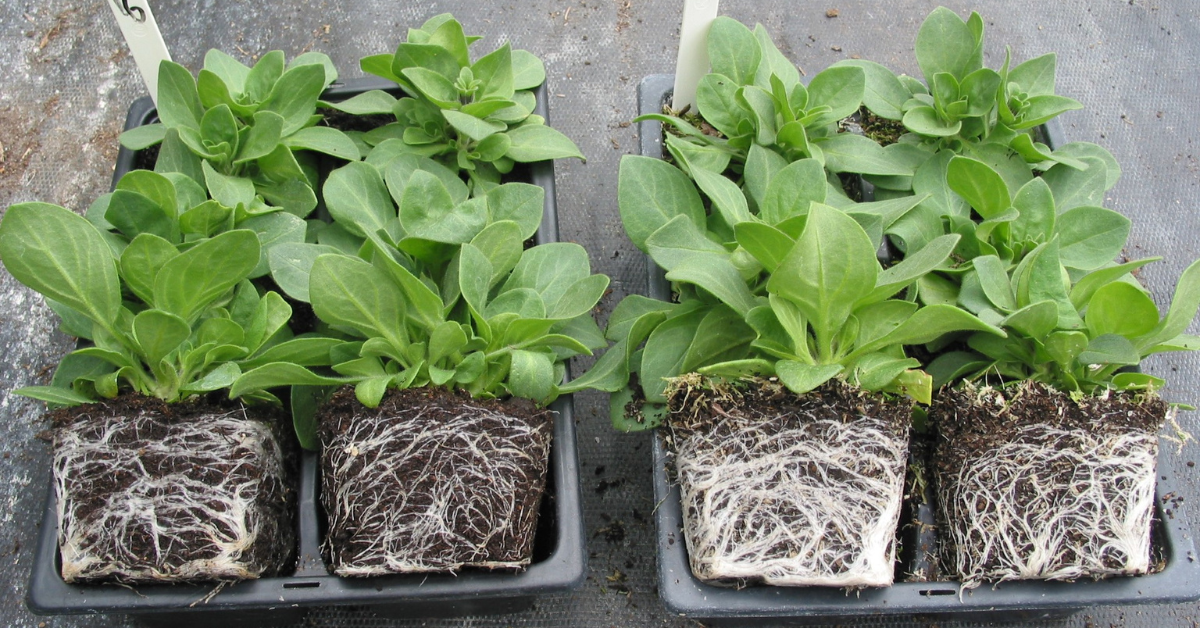 Spearhead peat ban