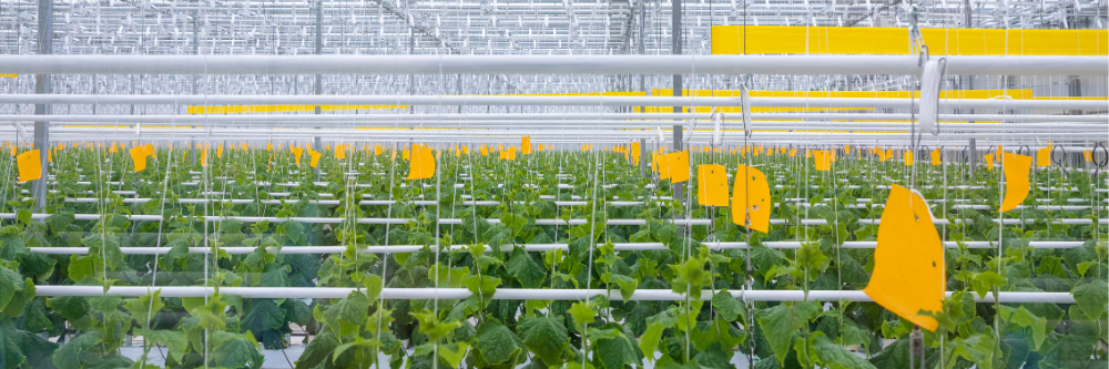 Varieties tailored  for every climate (1000x333 (4)