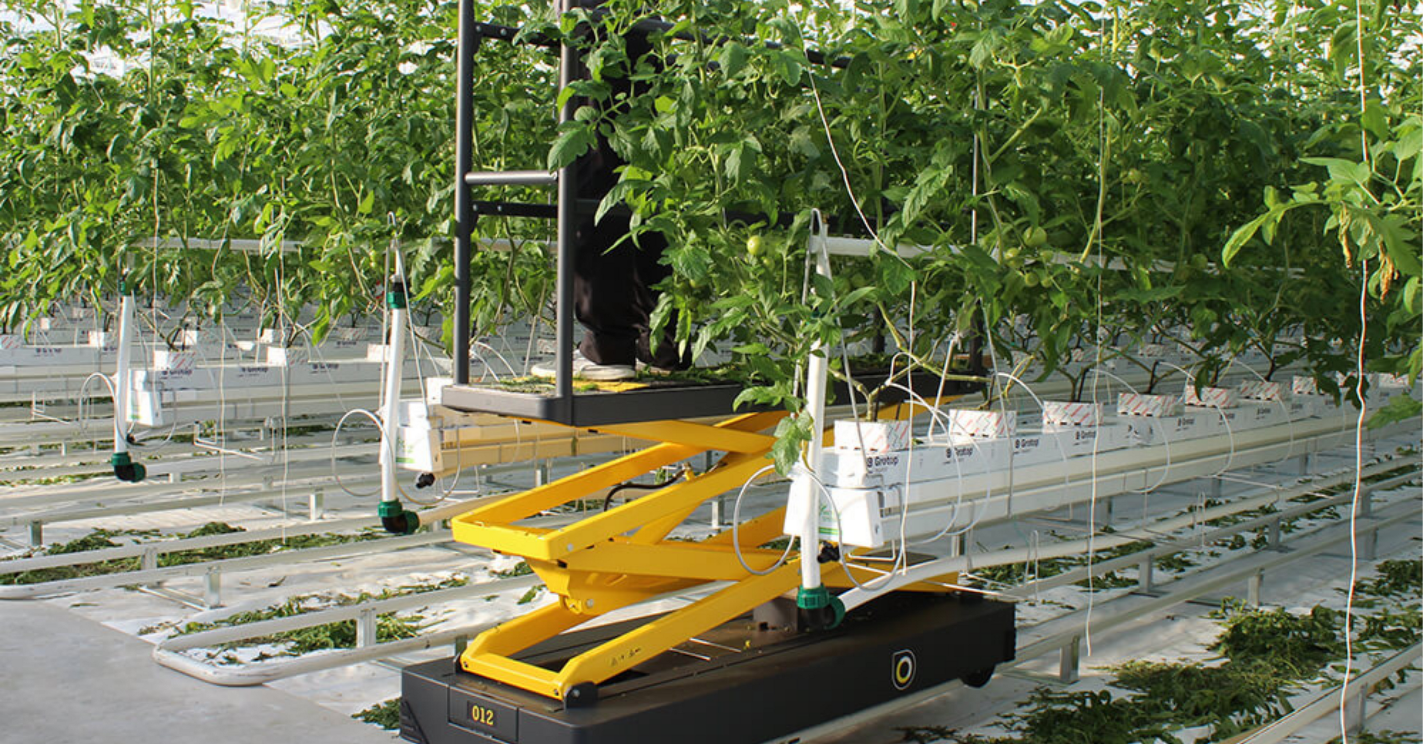 Railwagon in greenhouse