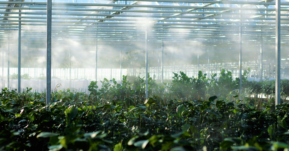 Greenhouse water