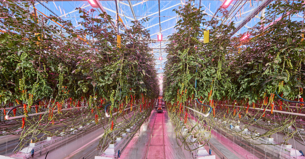 Greenhouse Energy and Irrigation Management leads to efficiency