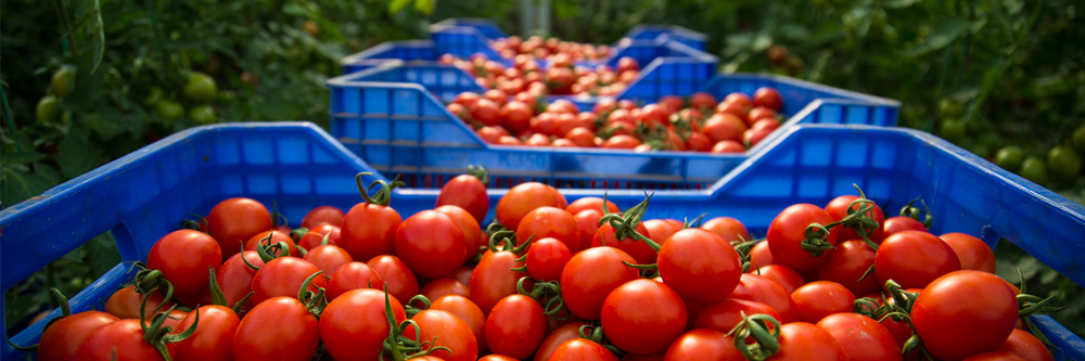Harvest Forecast 1000x333