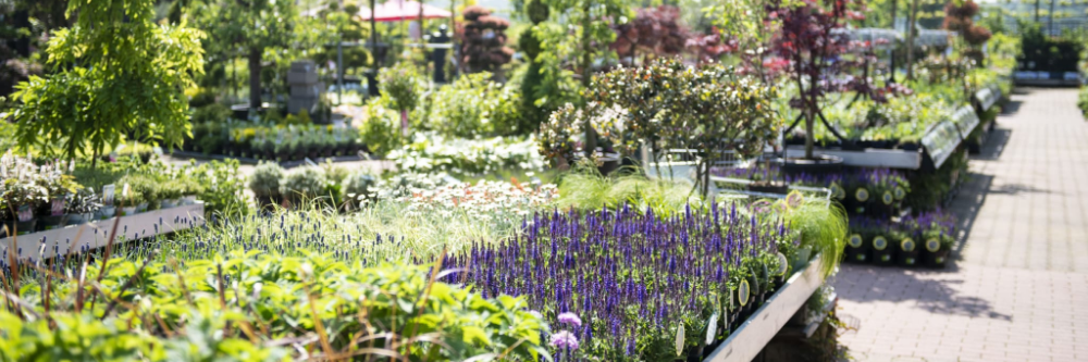 Intratuin organic plants