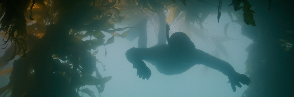Kelp Blue Algea