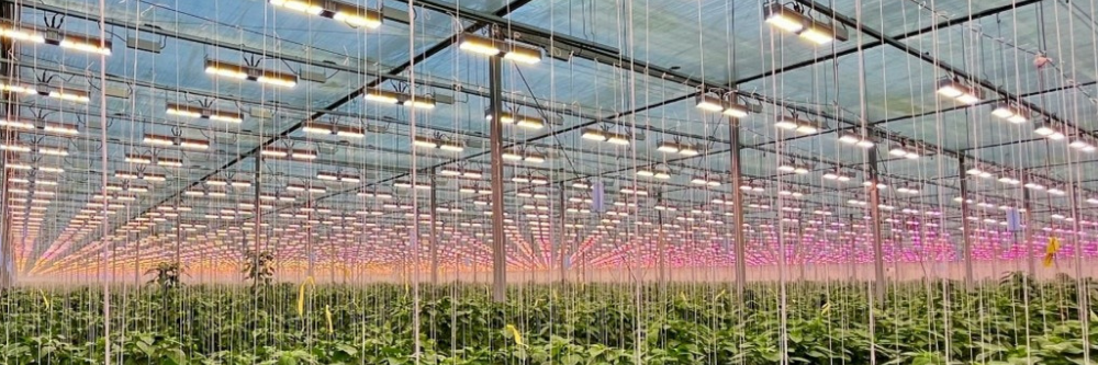 Greenhouse lights
