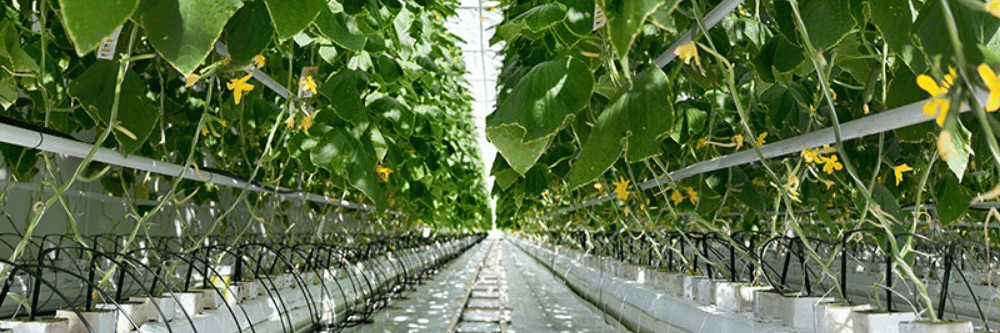 Greenhouse substrates (1)
