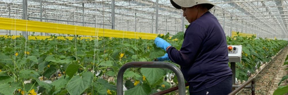 Retos laborales actuales en la agricultura protegida