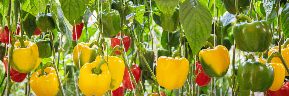 Peppers