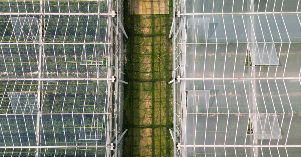 Inteligencia artificial y ciencia vegetal: transformando los invernaderos
