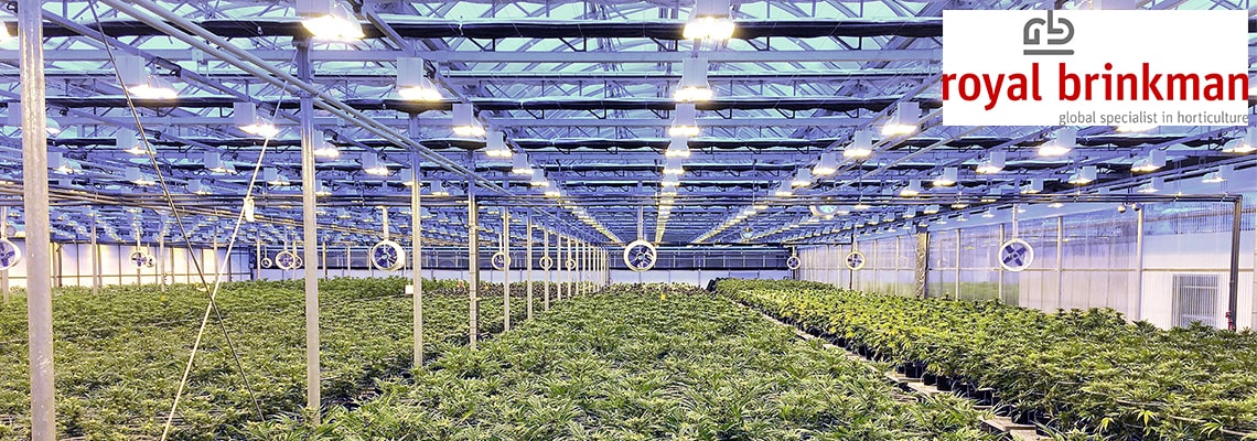 sparring-partner-for-cannabis-growers