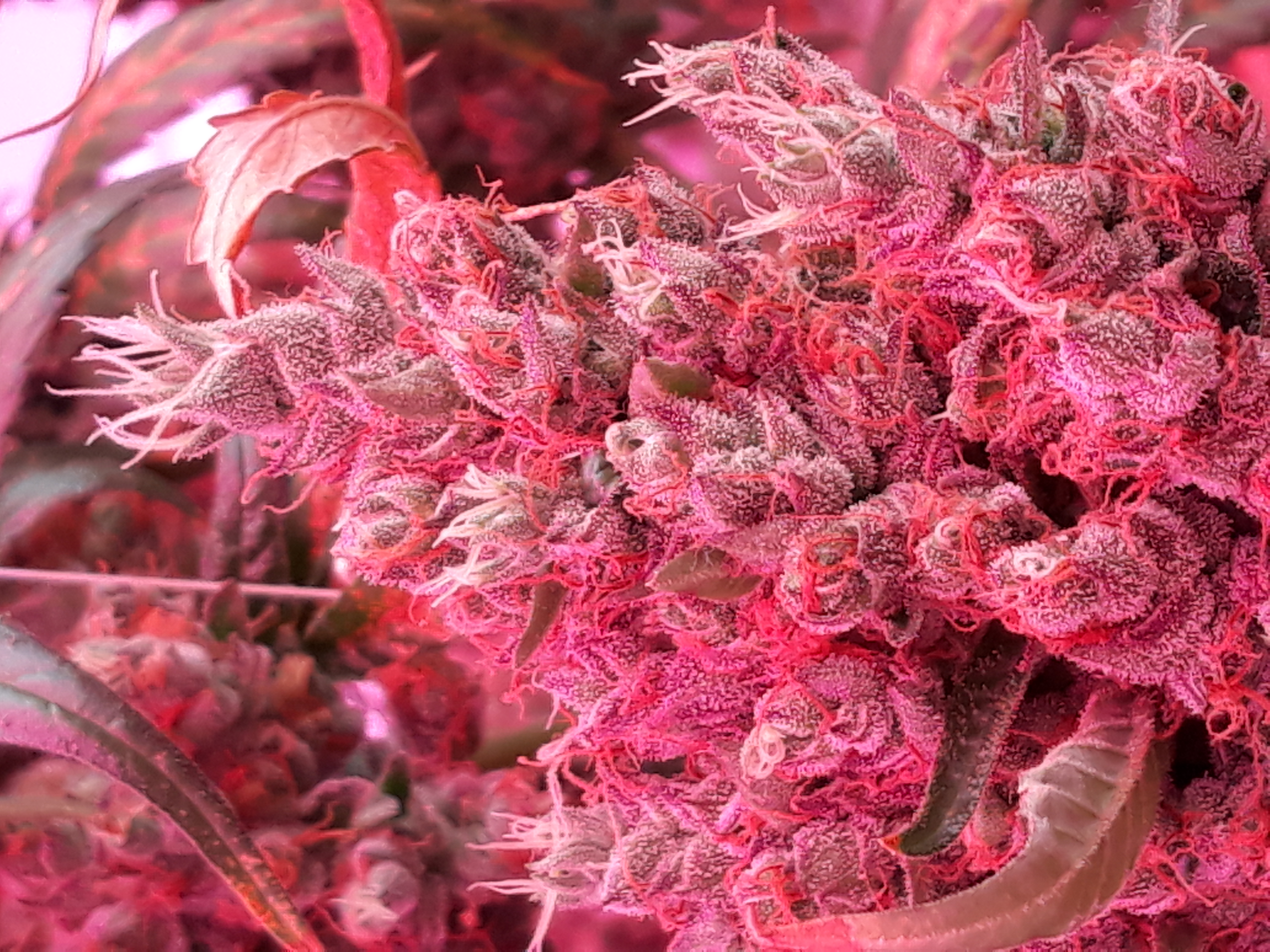 Almost fully grown cannabis flower (Source: Wageningen U&R)