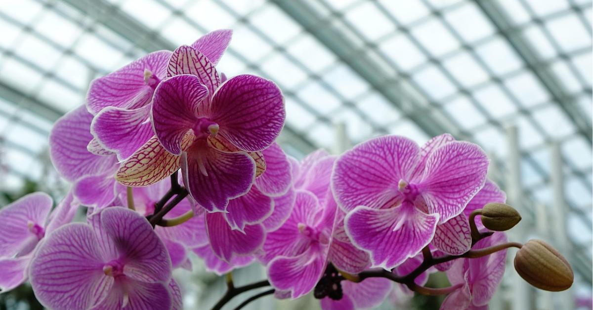 Endless opportunities for ornamentals in Mexico