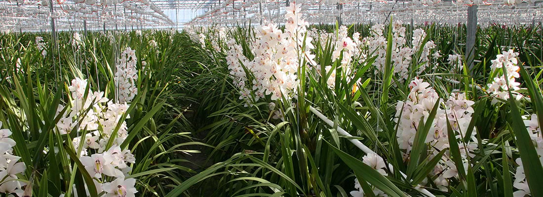 International Phalaenopsis meeting in Guatemala