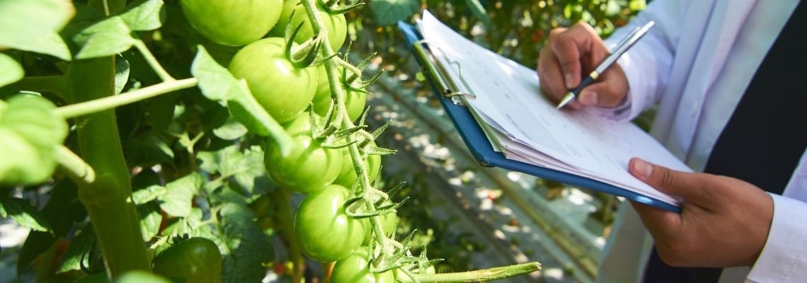 Tomatoes in greenhouse
