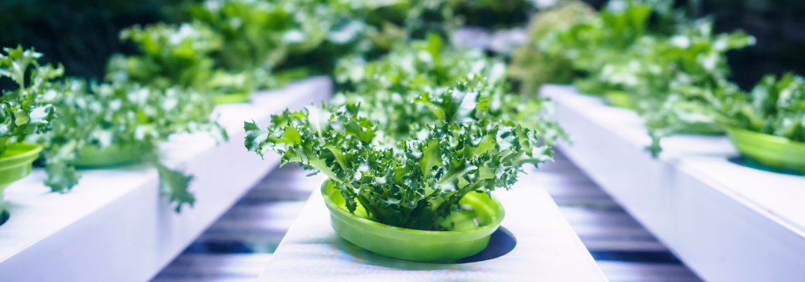 Hydroponics at GreenTech