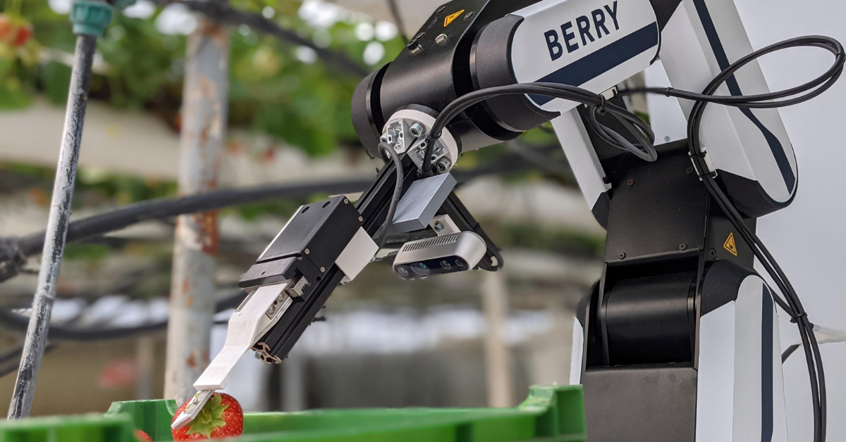 Wereldprimeur RAI: Robot vervangt aardbeienplukker