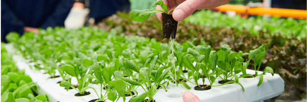 Showing crops during an exhibition