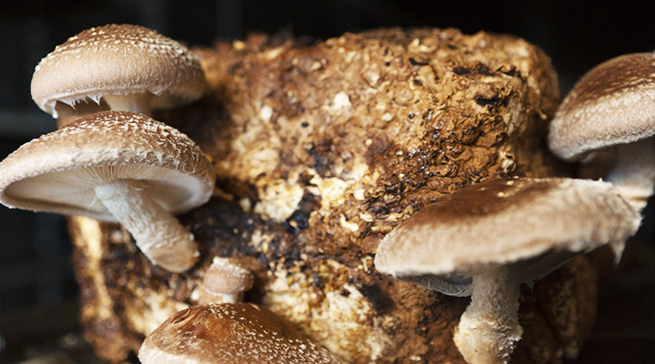Horecava - Paddenstoelen de duurzame vleesvervangers 