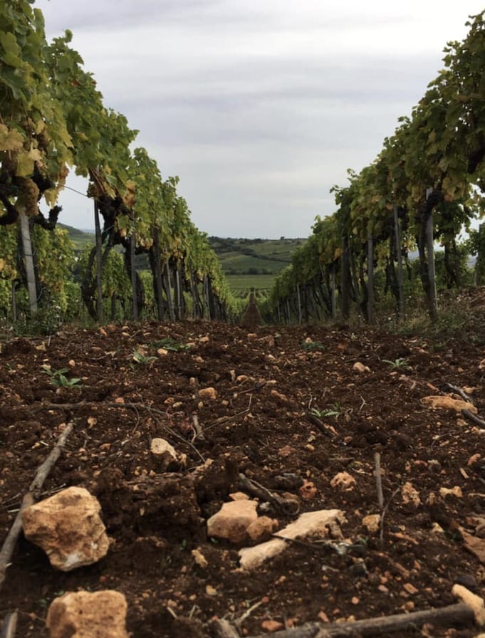 Tokaj winery