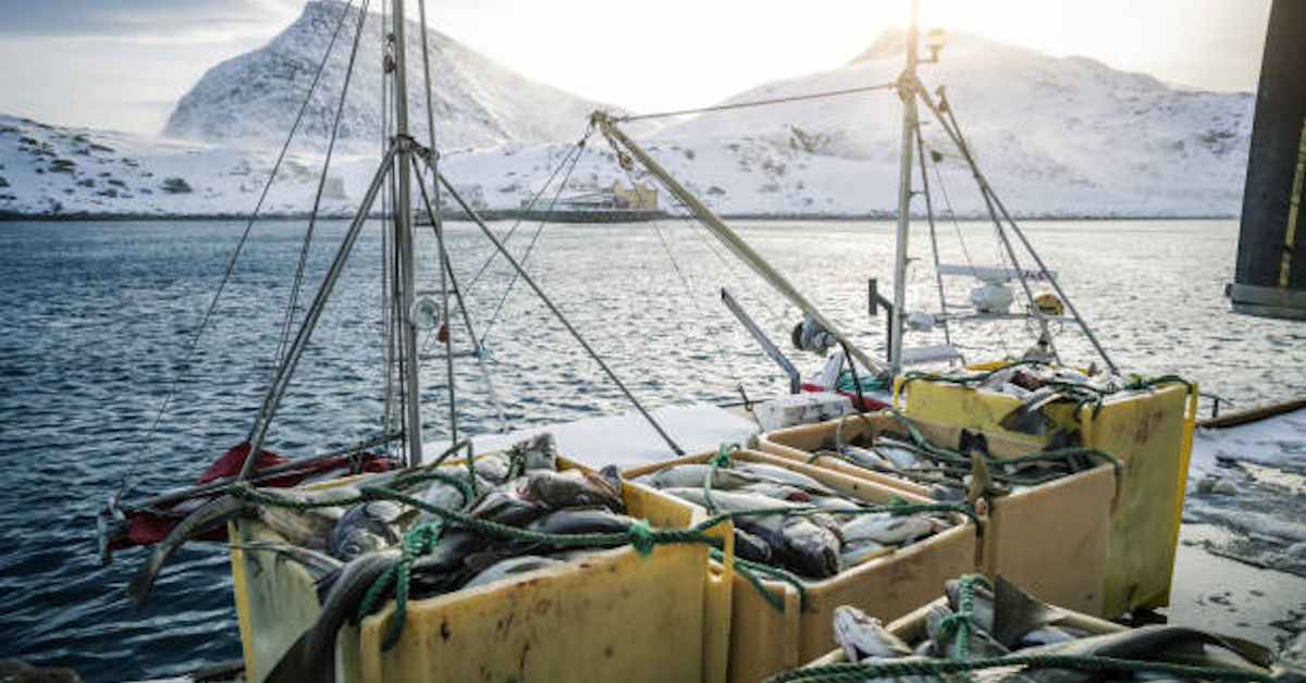 Skrei heeft weer een MSC certificaat